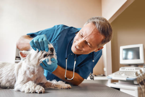 Best Emergency Treatment for Dental Infections or Abscesses in Bondurant, IA